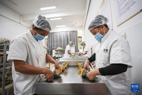 粽香酒韵 海南定安的产业融合与乡村振兴之路